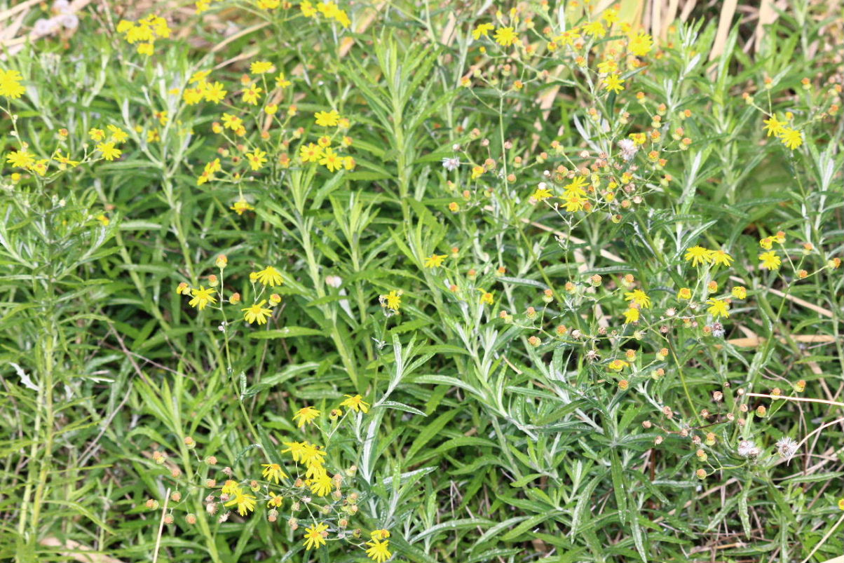 Senecio pterophorus / Senecione alato